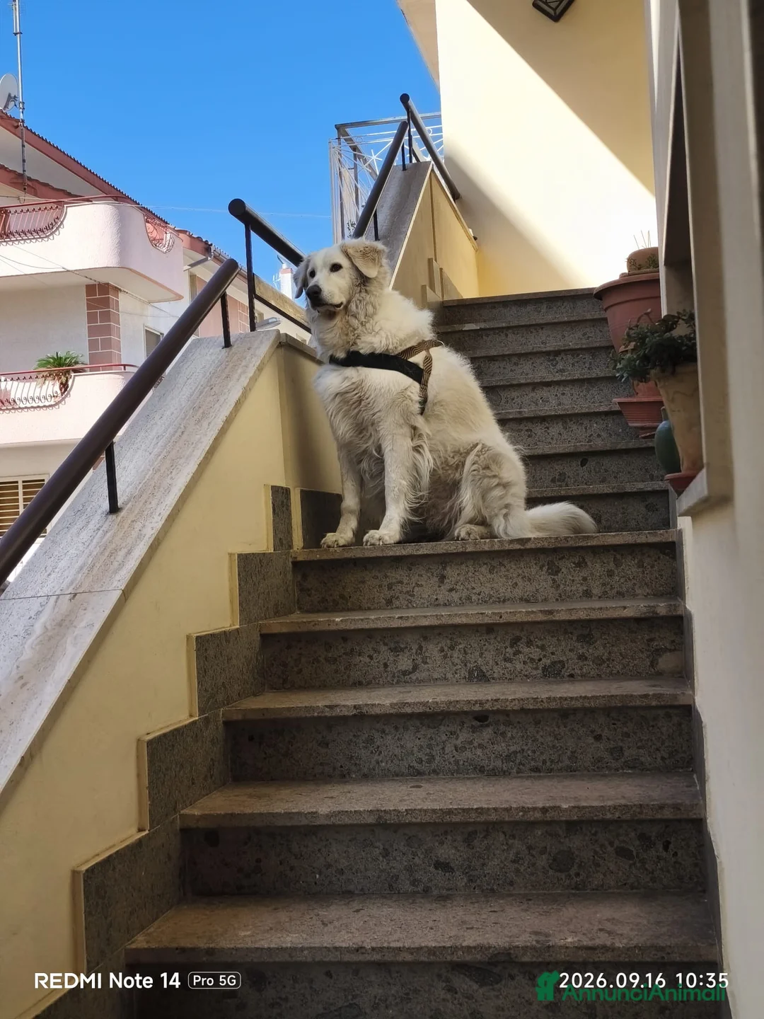 Meticcio cani in regalo: Gelso il capolavoro  - Annuncio 2