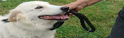 Meticcio cani in regalo: SHAKIRA DOLCE MAMMINA CHE NON MERITA IL CANILE - Annuncio 2