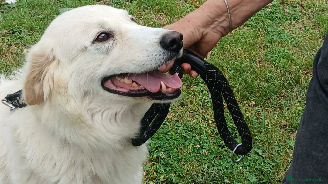 Meticcio cani in regalo: SHAKIRA DOLCE MAMMINA CHE NON MERITA IL CANILE - Annuncio 2