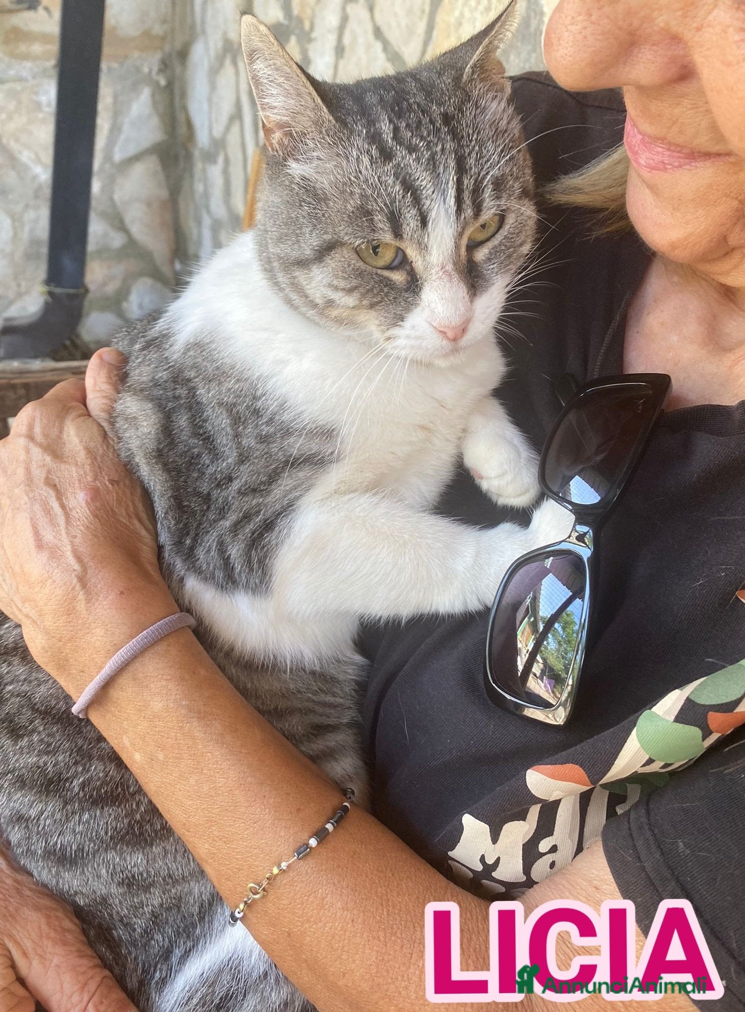 Europeo gatti Dolce micia da adottare, LICIA! - Annuncio 3