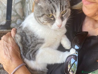 Europeo gatti Dolce micia da adottare, LICIA! - Annuncio 3