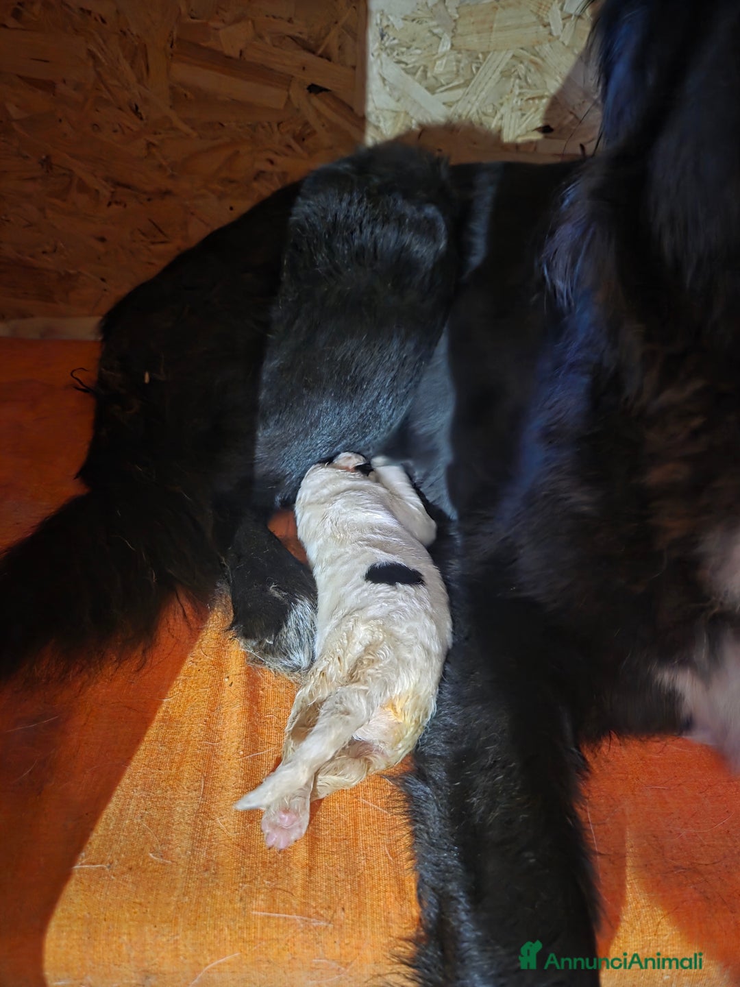 Meticcio cani in regalo: Cuccioli meticci  - Annuncio 3