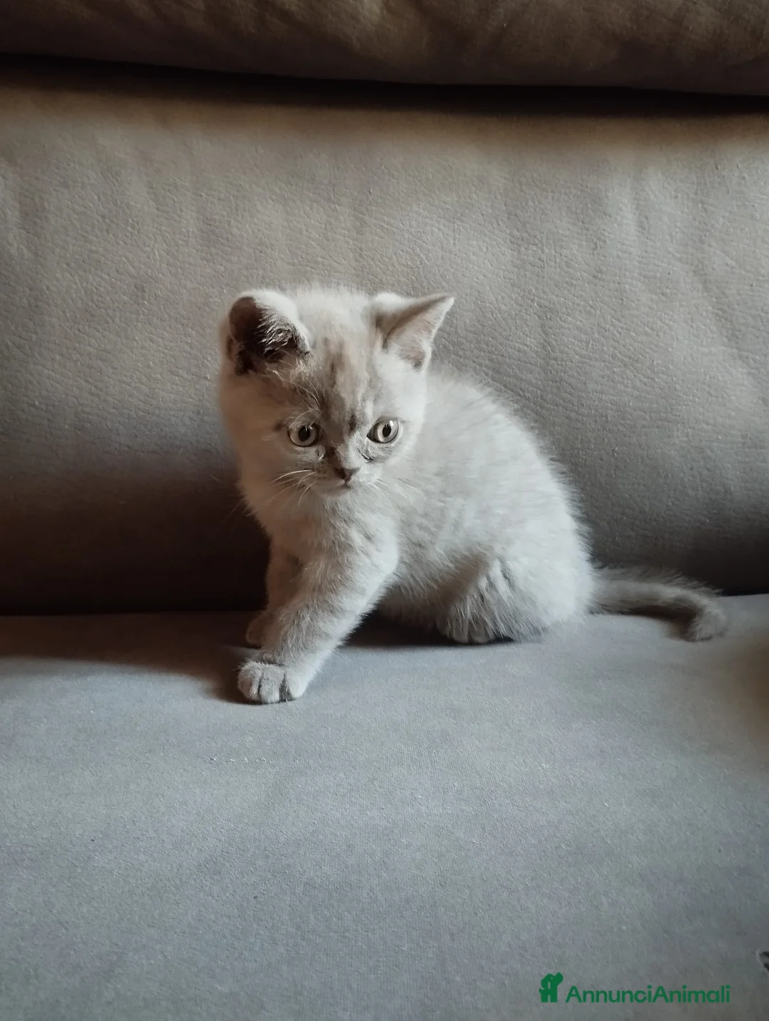 British gatti in vendita: British shorthair  - Annuncio 2