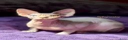 Sphynx gatti in vendita: Sphynx cuccioli a Città metropolitana di Roma Capitale - Annuncio 1
