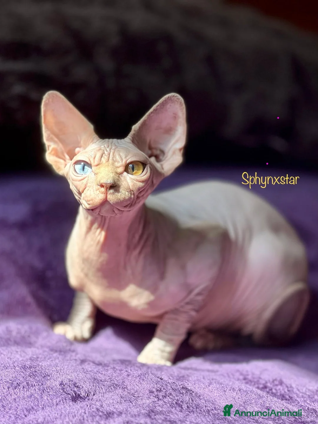 Sphynx gatti in vendita: Sphynx cuccioli a Città metropolitana di Roma Capitale - Annuncio 1