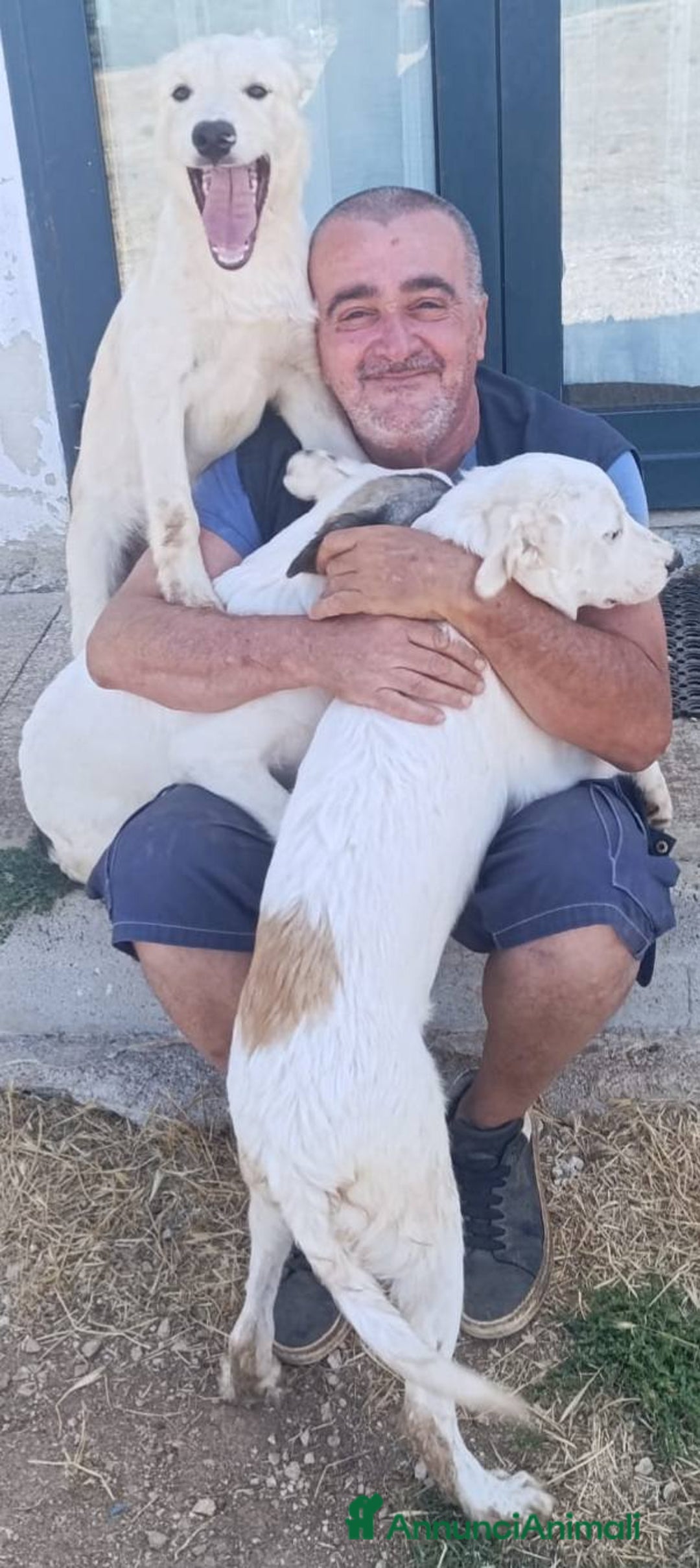 Meticcio cani in regalo: Snoopy cucciolone bravissimo - Annuncio 11