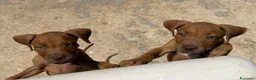 Pitbull cani in vendita: Pitbull pedigree  - Annuncio 4