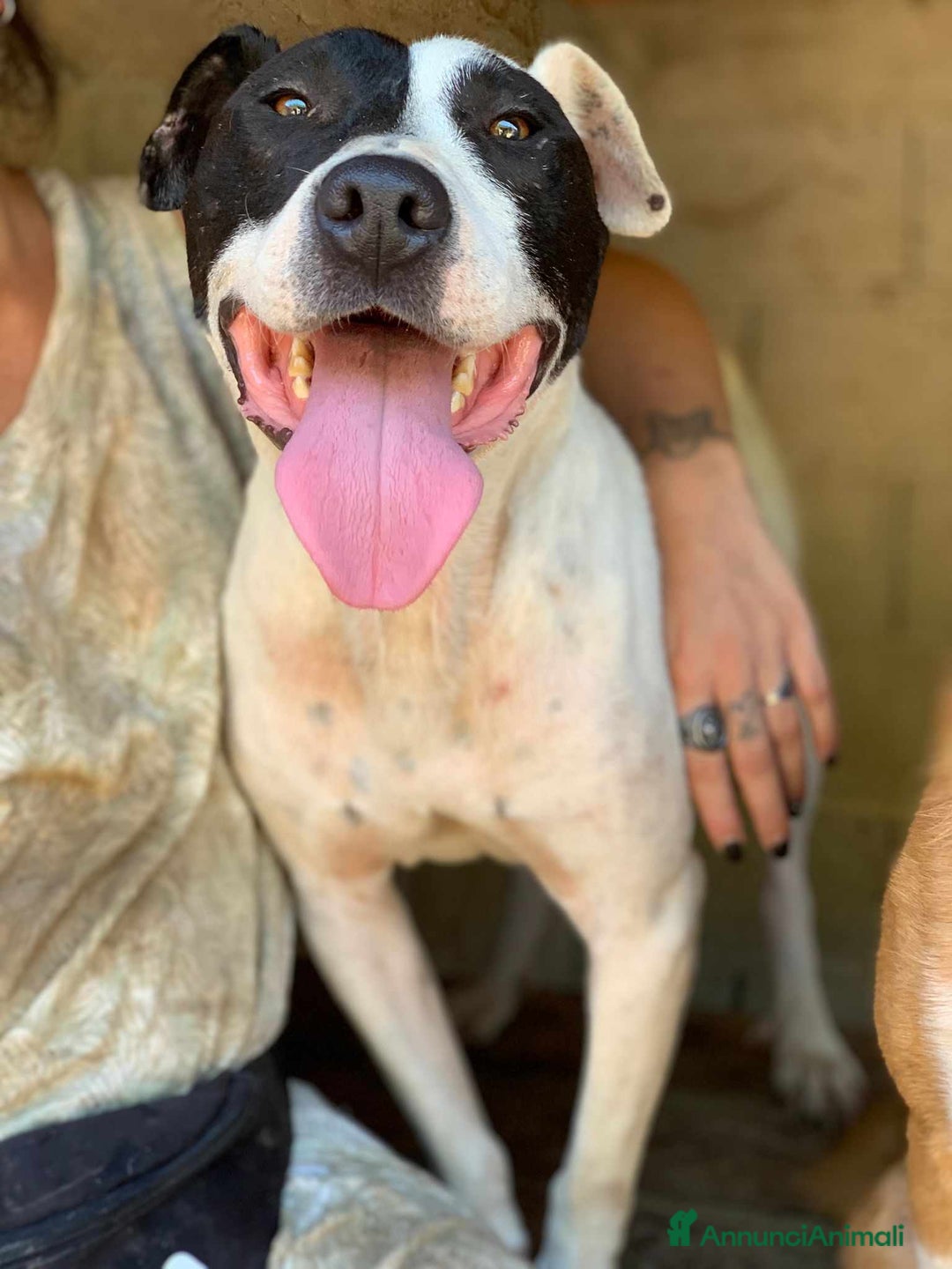 Meticcio cani in regalo: SPYKE, mix AMSTAFF super affettuoso - Annuncio 5