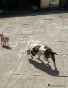 Pitbull cani Pitbull salvata 2anni fa,ha xso 1occhio,CREMONA a Città Metropolitana di Milano - Annuncio 2