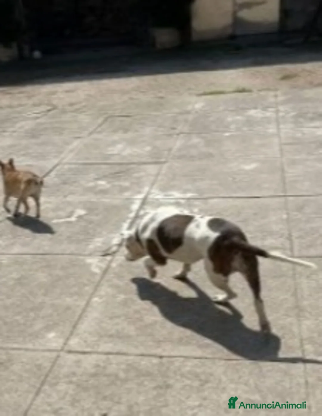 Pitbull cani in regalo: Pitbull salvata 2anni fa,ha xso 1occhio,CREMONA a Città Metropolitana di Milano - Annuncio 2