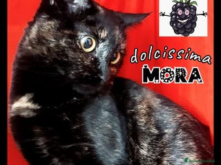 Europeo gatti DOLCISSIMA MORA - Annuncio 8