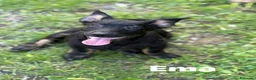 Meticcio cani in regalo: 8 LUPACCHIOTTI cuccioli super simpatici! - Annuncio 3