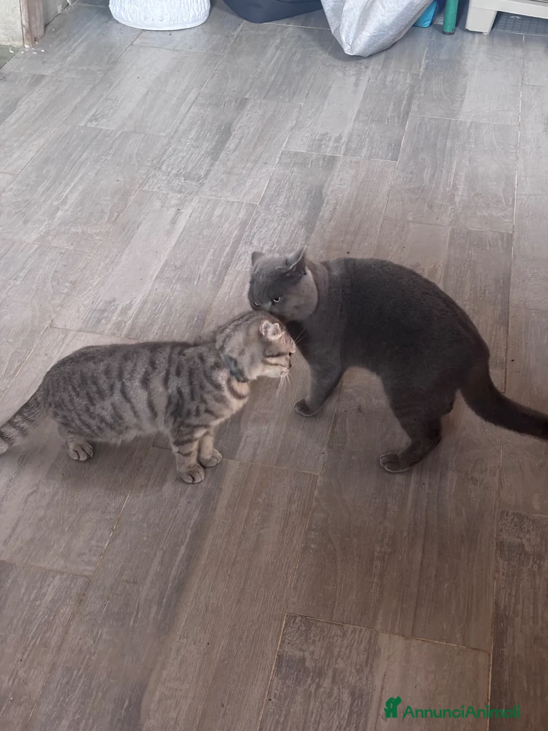 Scottish gatti in vendita: scottish maschietti  a Provincia di Catanzaro - Annuncio 2