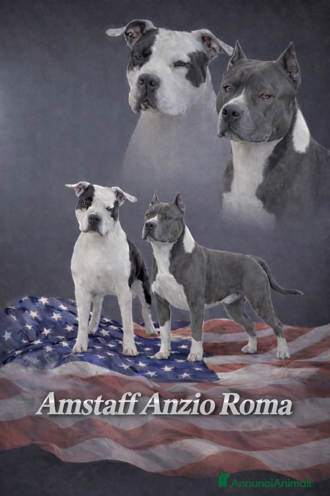 American Staffordshire cani in vendita: Amstaff cuccioli blu - Annuncio 1