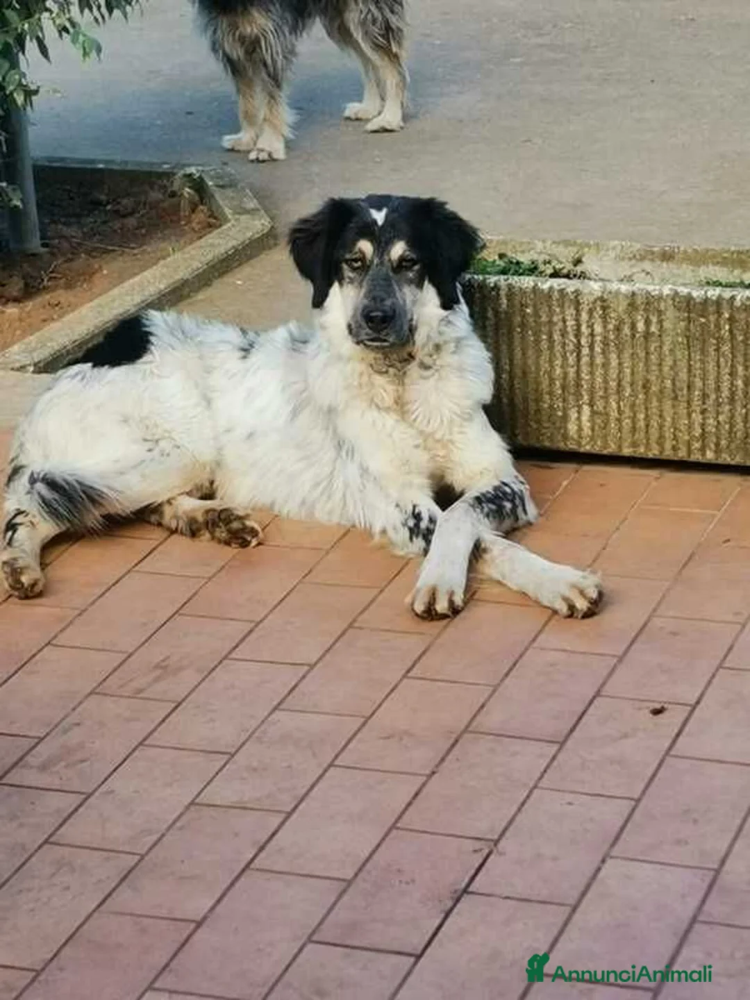 Meticcio cani in regalo: IL BEL MARZIO HA BISOGNO DI TE, IN ADOZIONE - Annuncio 4