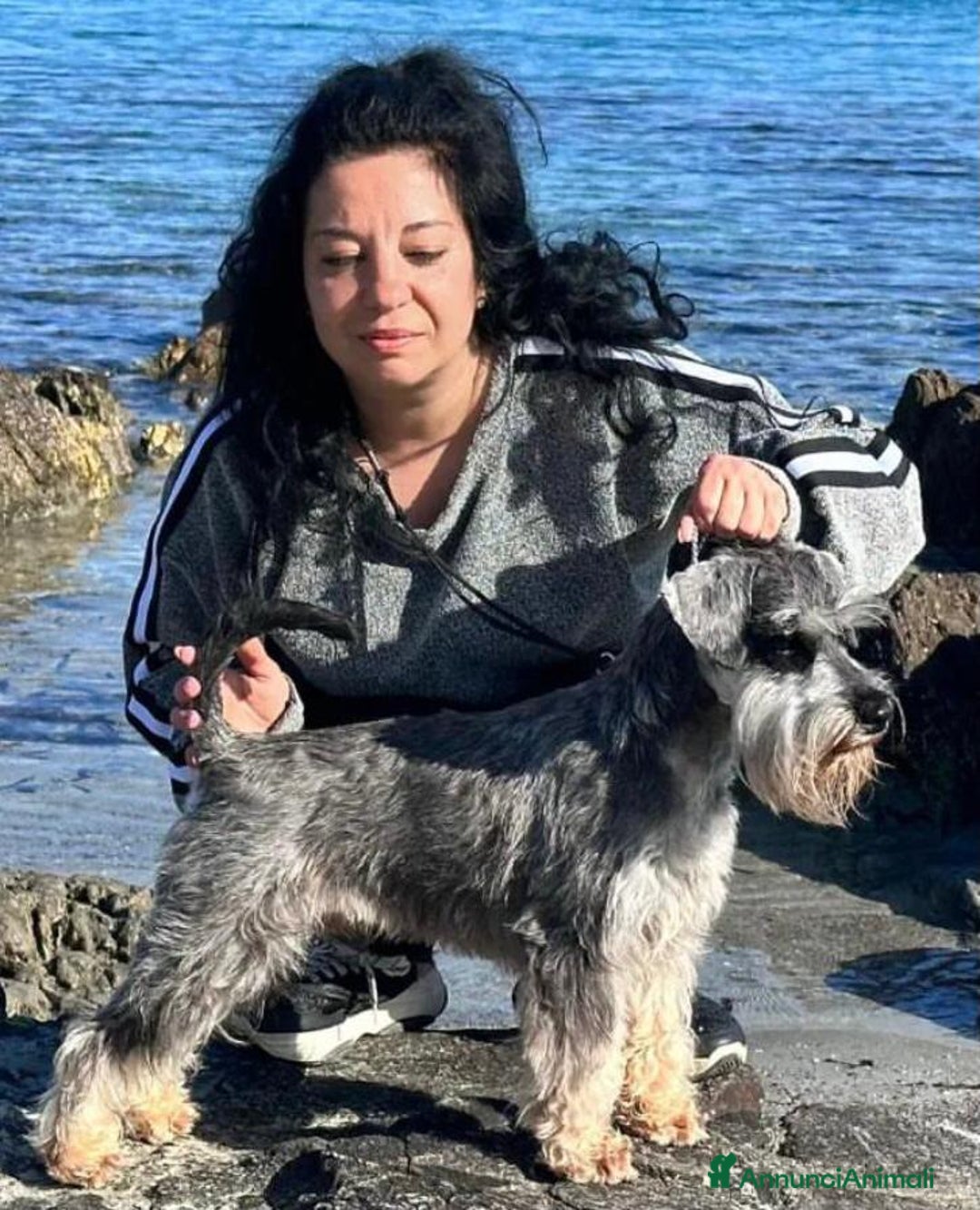 Mini Schnauzer cani in vendita: cuccioli di zwergschnauzer pepe sale - Annuncio 5