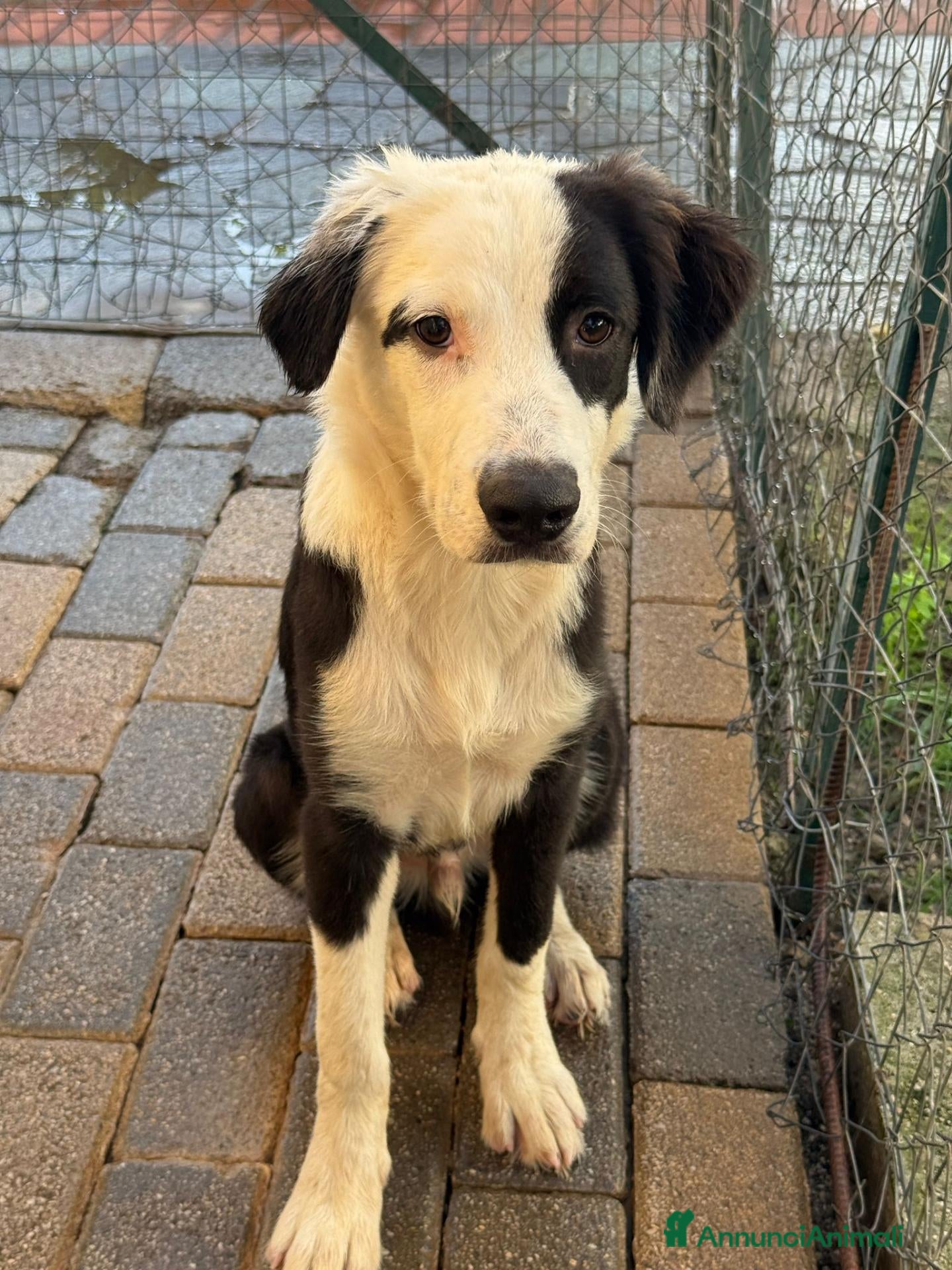 Meticcio cani Cuccioli di taglia media  - Annuncio 28