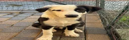 Meticcio cani in regalo: Cuccioli di taglia media  - Annuncio 1