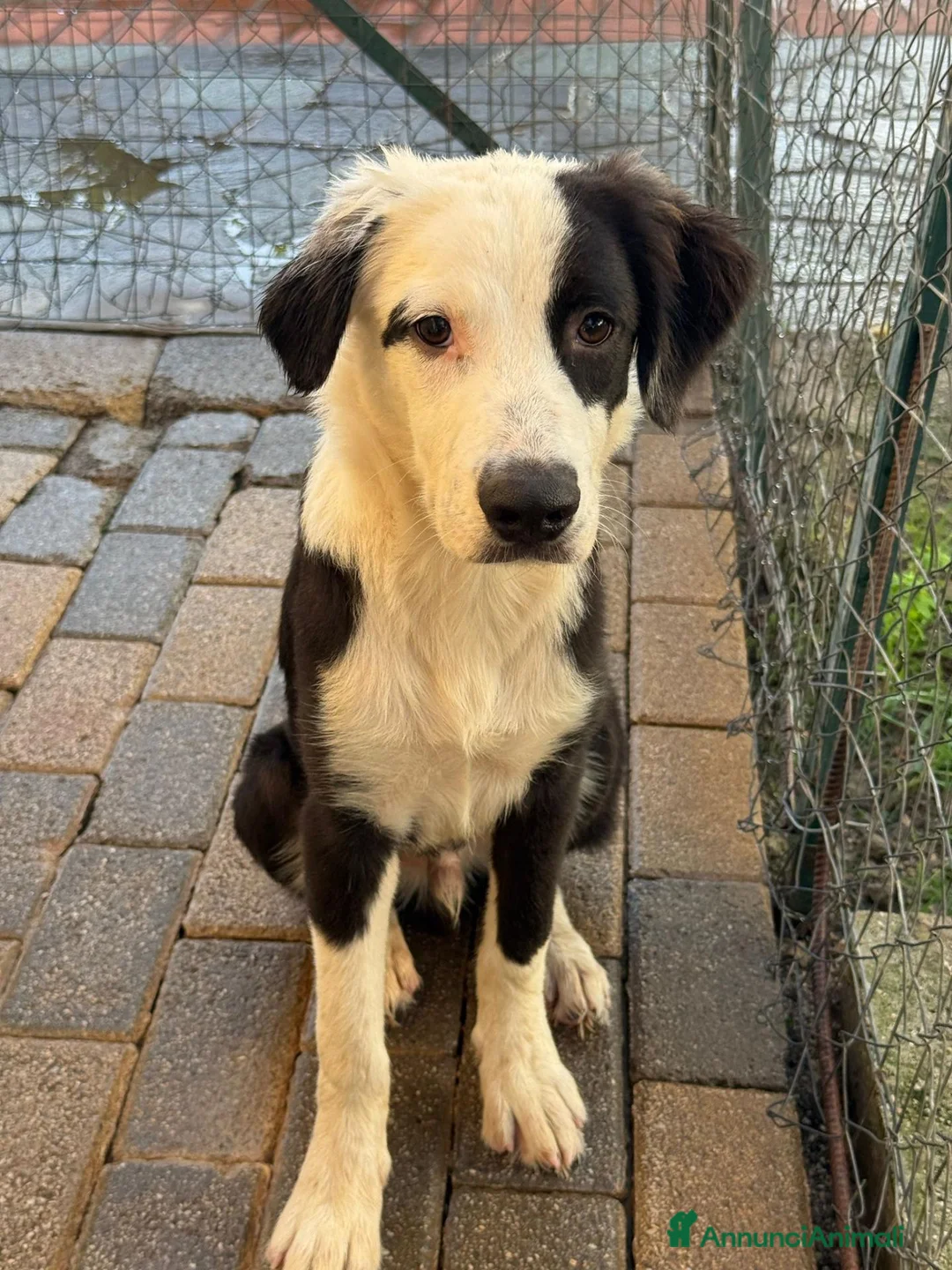 Meticcio cani in regalo: Cuccioli di taglia media  - Annuncio 1