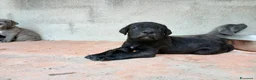 Cane Corso cani in vendita: Cuccioli CANE CORSO speciali - Annuncio 6