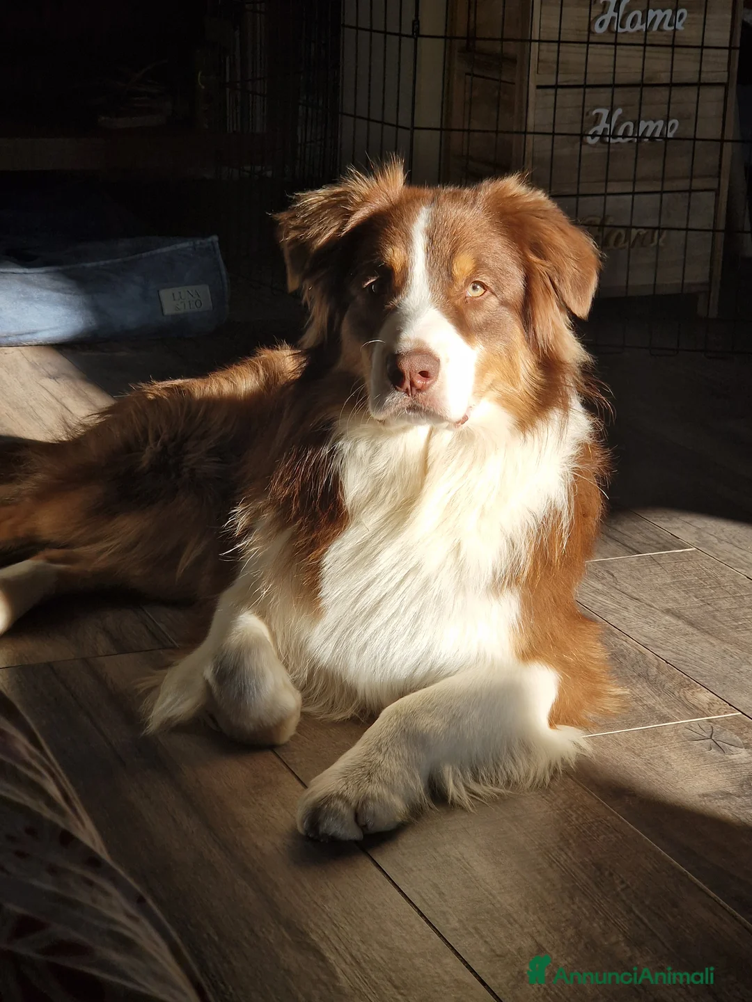 Australian Shepherd cani per accoppiamento: Pastore australiano per monta - Annuncio 1