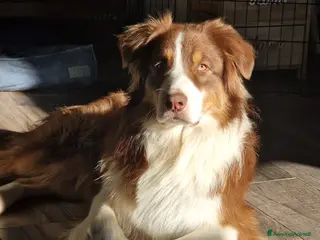 Australian Shepherd cani Pastore australiano per monta - Annuncio 1