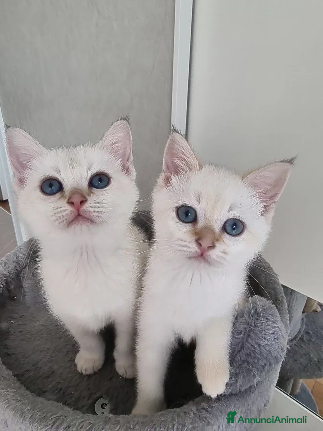 Scottish gatti in vendita: Gattini disponibili  - Annuncio 2