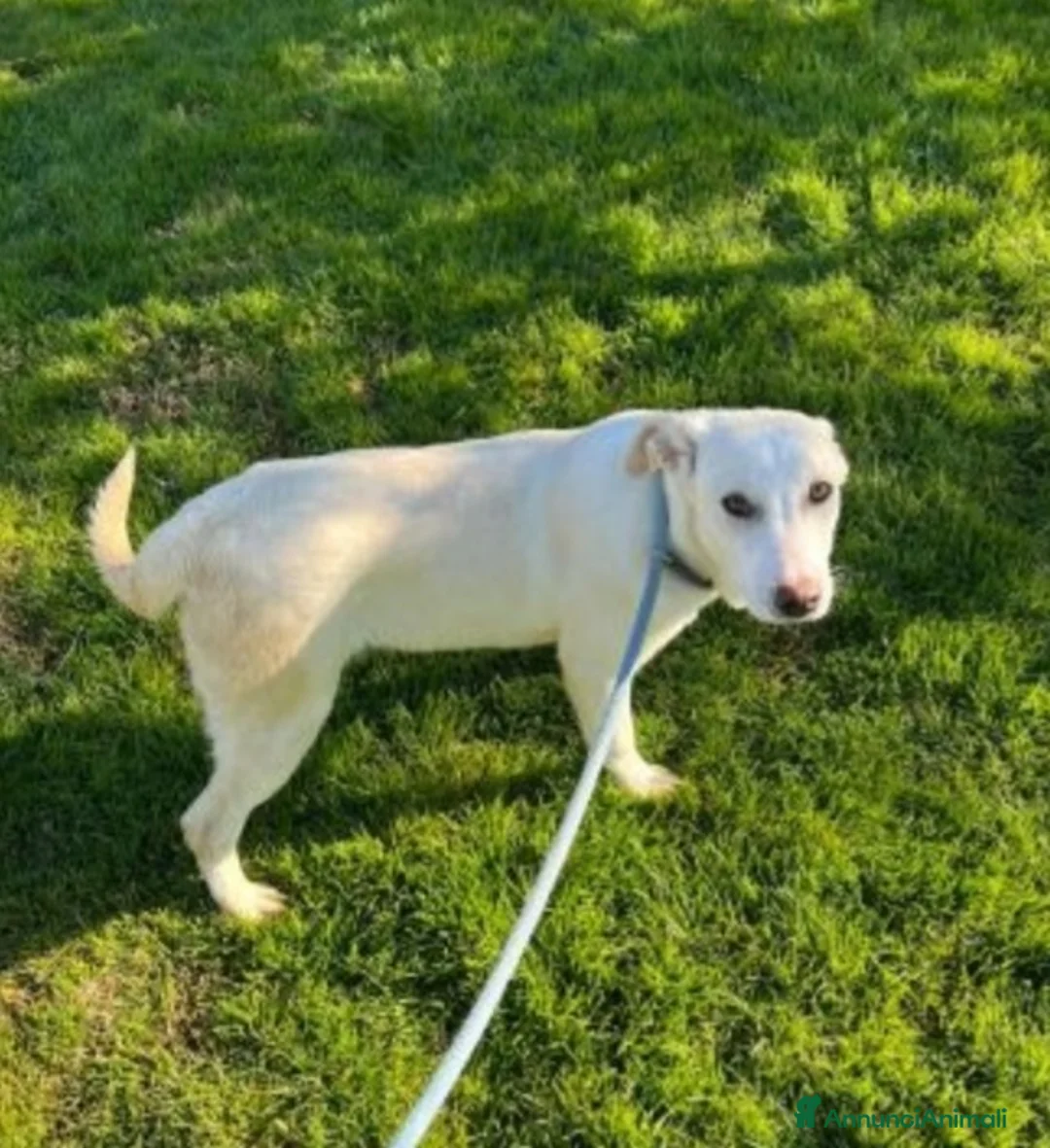 Meticcio cani in regalo: Femmina simil Labrador 2/3anni cresce in box.MATER a Città metropolitana di Milano - Annuncio 4