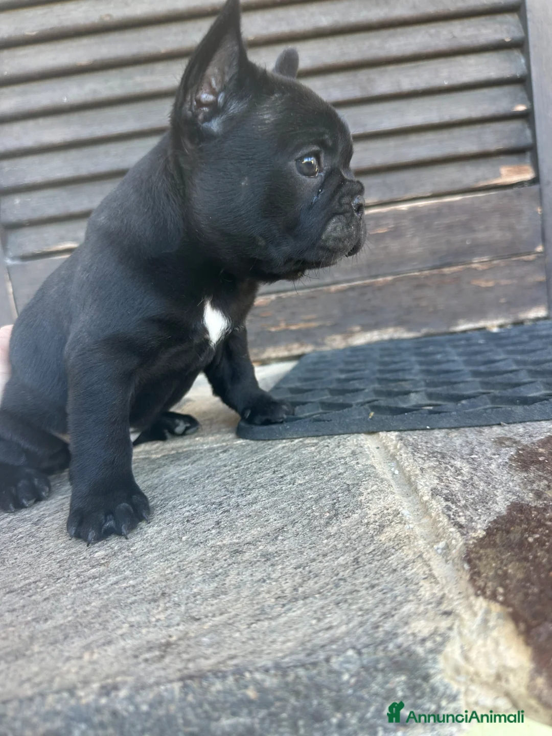 Bulldog Francese cani in vendita: bulldog francese nero tigrato  - Annuncio 2
