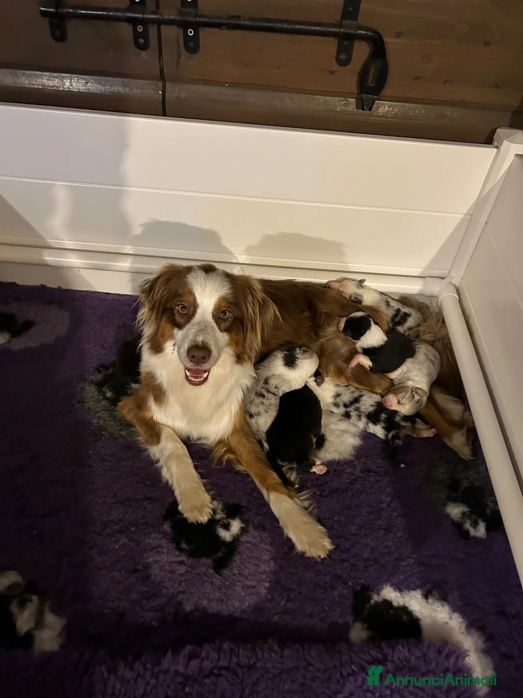 Australian Shepherd cani in vendita: Meraviglioso cucciolo blue merle  - Annuncio 5