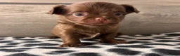 Chihuahua cani in vendita: Cuccioli di chihuahua con pedigree - Annuncio 10