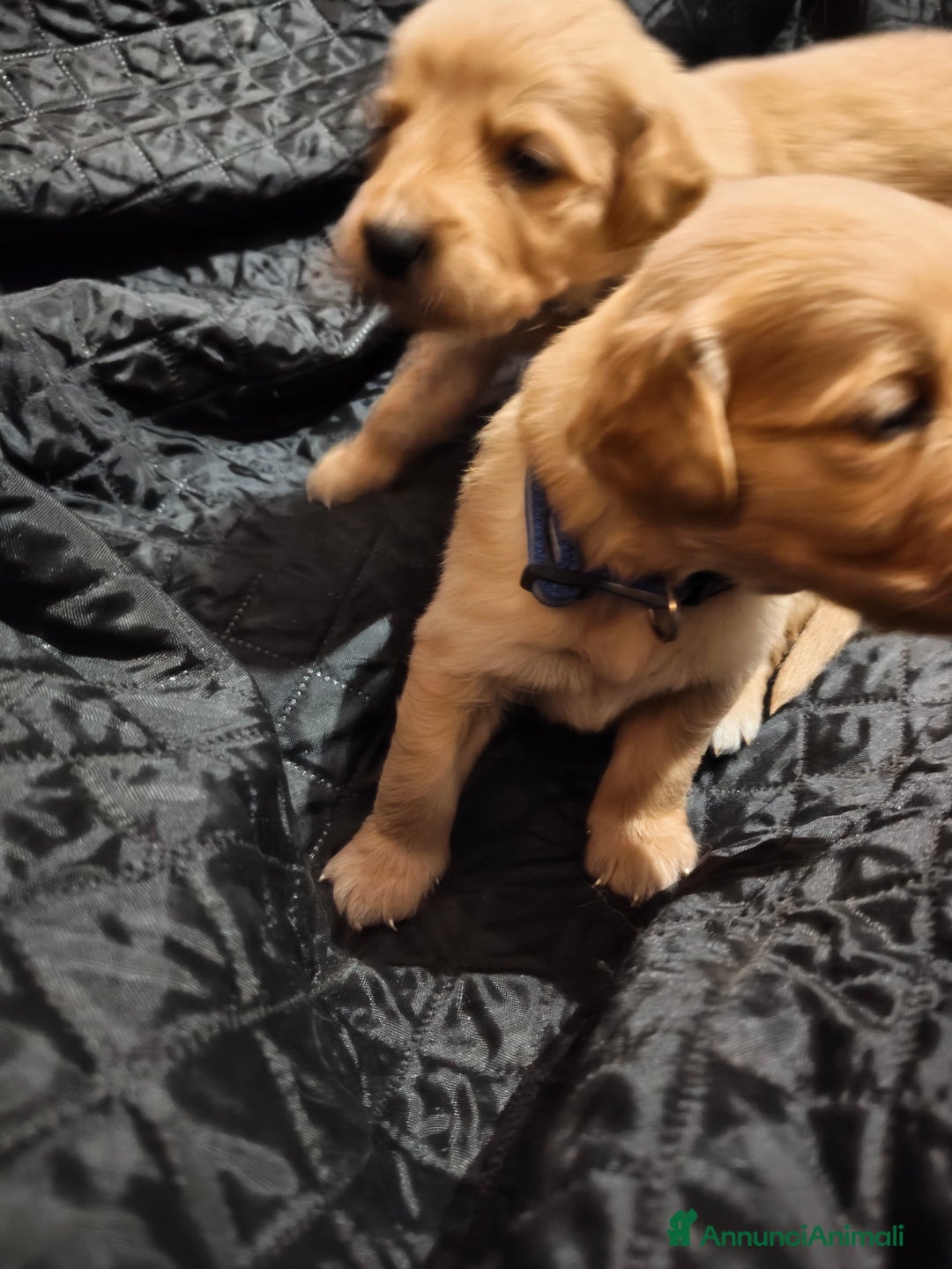 Golden Retriever cani in vendita: Golden retriever  - Annuncio 11