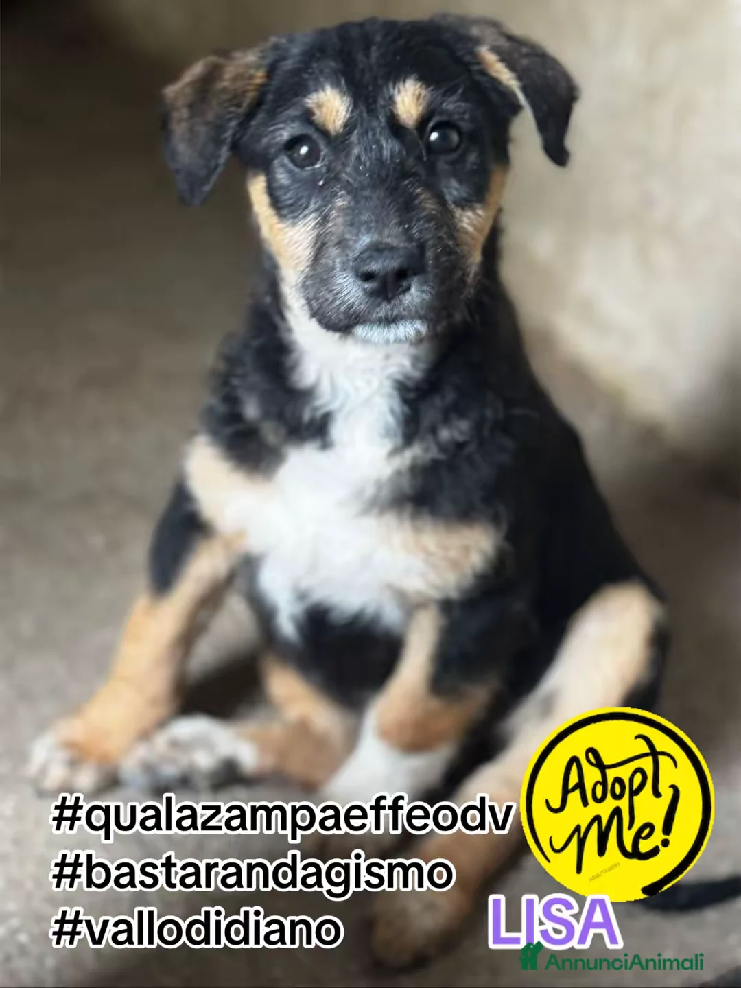 Meticcio cani in regalo: Lisa timidona 3 mesi taglia media - Annuncio 1