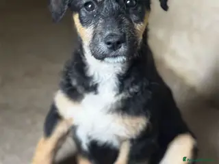 Meticcio cani Lisa timidona 3 mesi taglia media - Annuncio 32