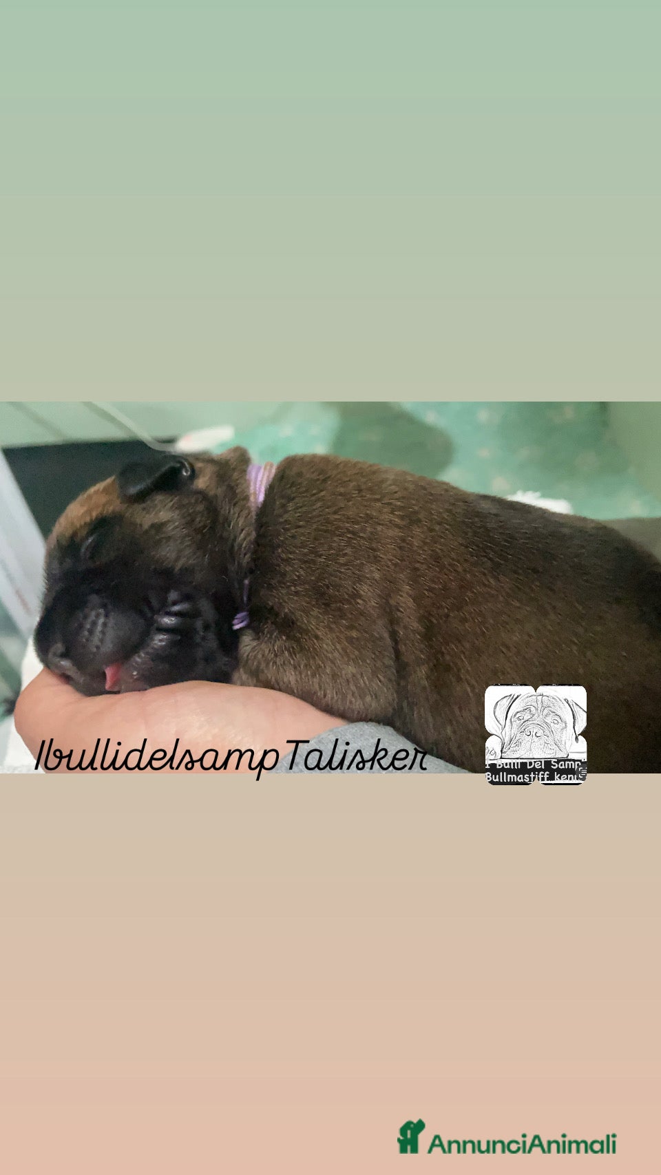 Bullmastiff cani Cuccioli Bullmadtiff - Annuncio 3