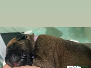 Bullmastiff cani Cuccioli Bullmadtiff - Annuncio 6