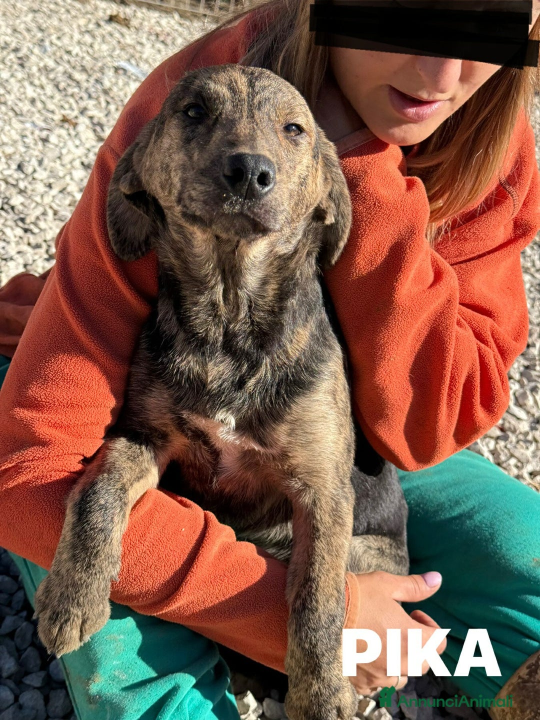 Meticcio cani in regalo: PIKA, cucciola dolce e timida rimasta sola. - Annuncio 4