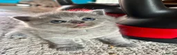 Scottish gatti in vendita: Scottish Straight - Annuncio 3