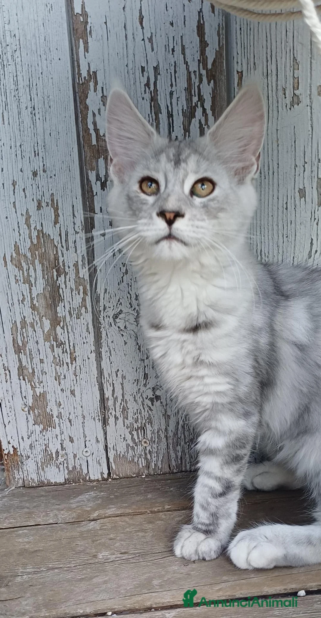 Maine Coon gatti in vendita: Meravigliose cucciole di Maine Coon linea russa  - Annuncio 2