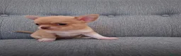 Chihuahua cani in vendita: chihuahua a Città metropolitana di Milano - Annuncio 4