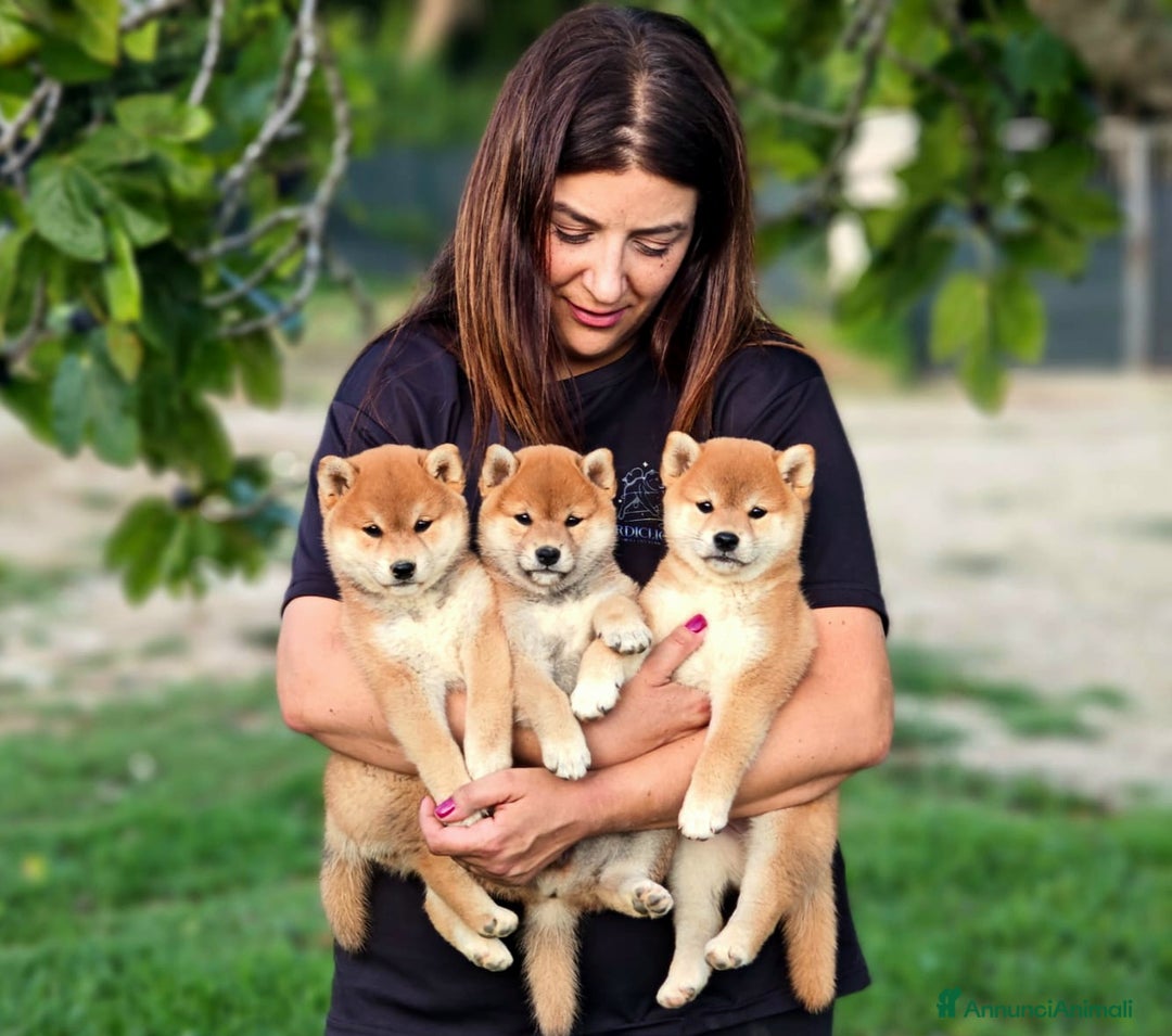 Shiba Inu cani in vendita: SHIBA INU CUCCIOLI  - Annuncio 7