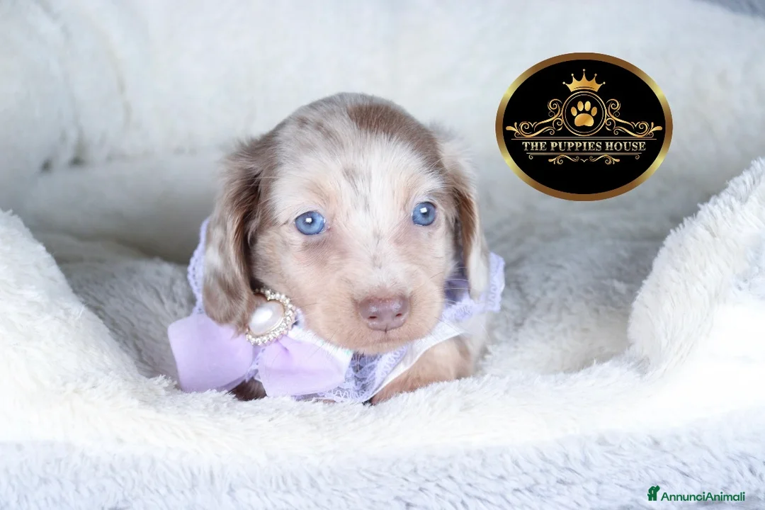 Bassotto cani in vendita: Bassotto Kaninchen  - Annuncio 3