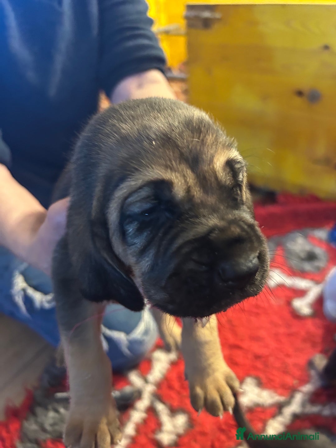 Bloodhound cani in vendita: Cuccioli Bloodhound-Chien de St. Hubert - Annuncio 6
