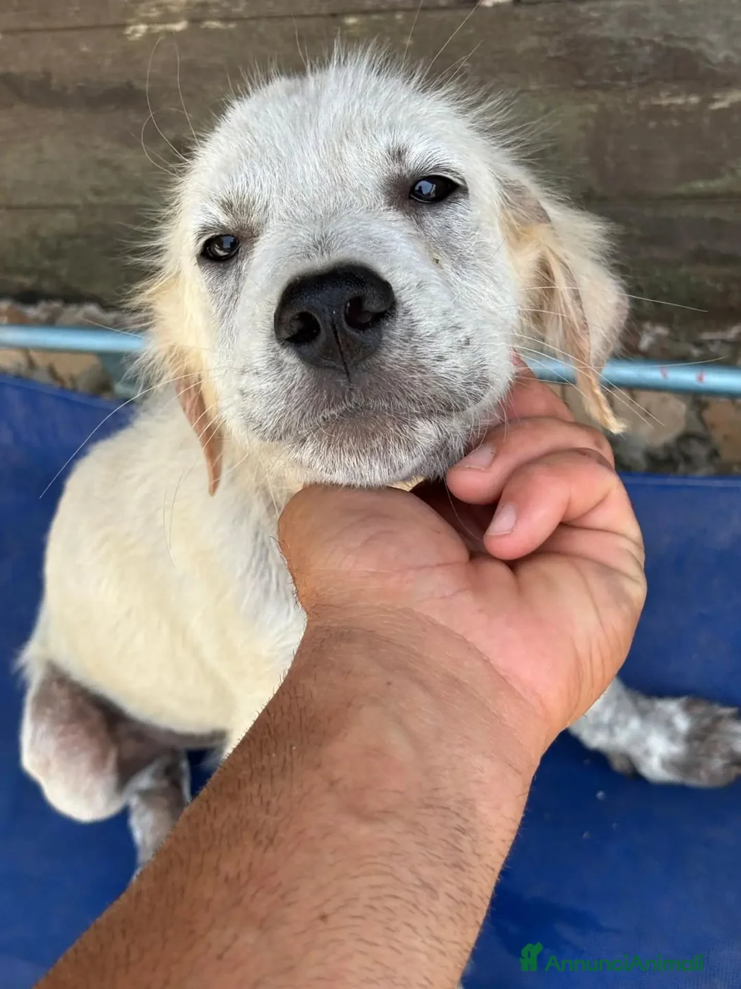 Meticcio cani in regalo: ELVIS CUCCIOLO incrocio golden retriever adozione - Annuncio 6