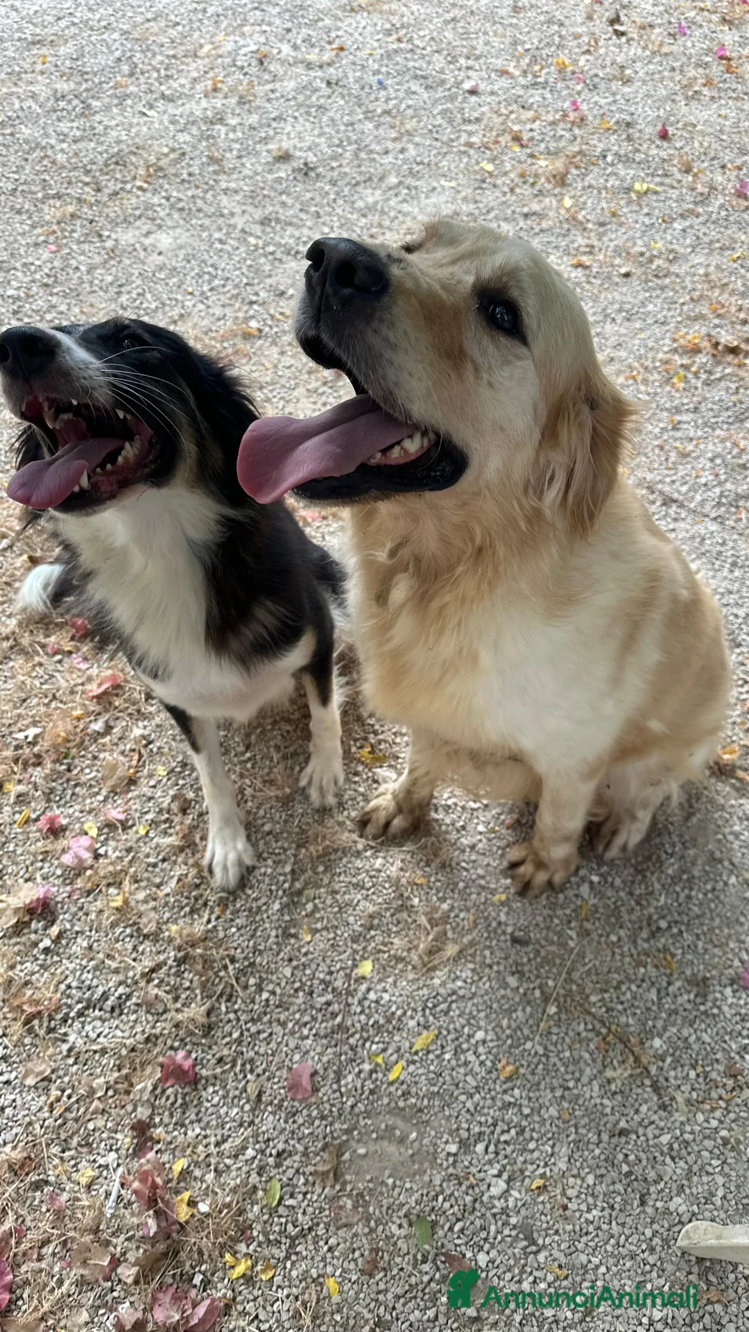 Golden Retriever cani in regalo: Splendido Golden Retreiver - CASPER - Annuncio 4