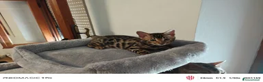 Bengala 2