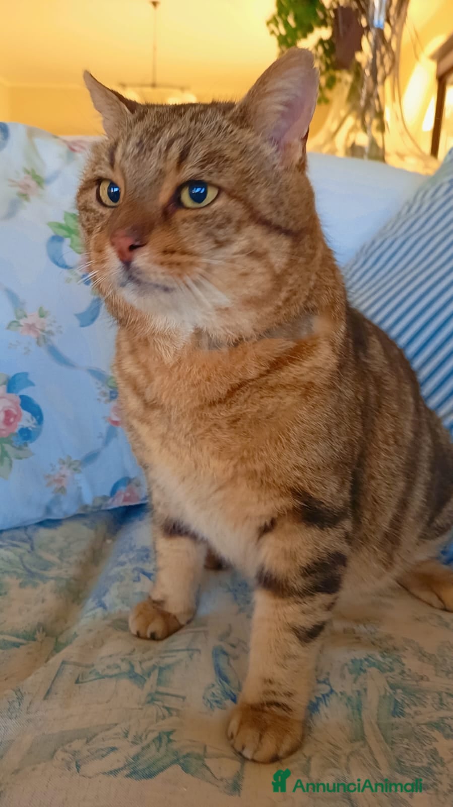 Meticcio gatti TIGRO, dolcissimo gatto rosso cerca casa - Annuncio 2