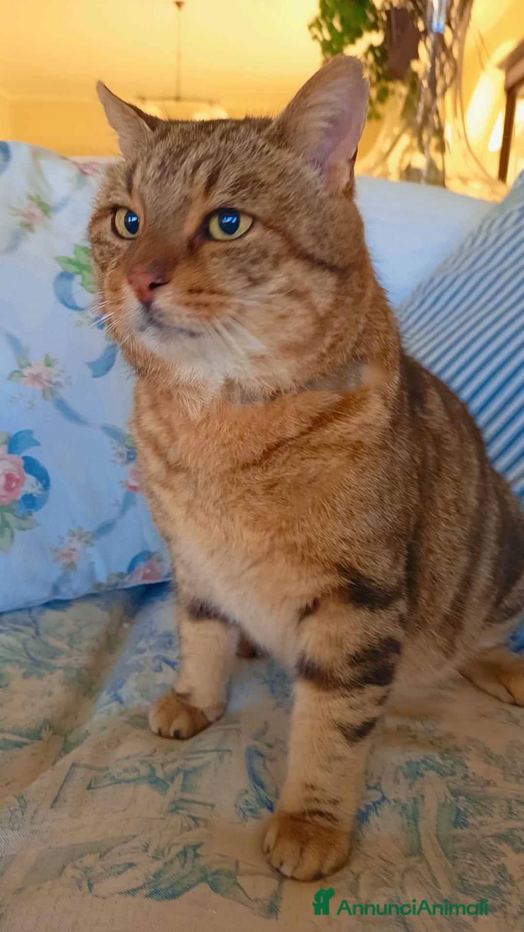 Meticcio gatti in regalo: TIGRO, dolcissimo gatto rosso cerca casa - Annuncio 2