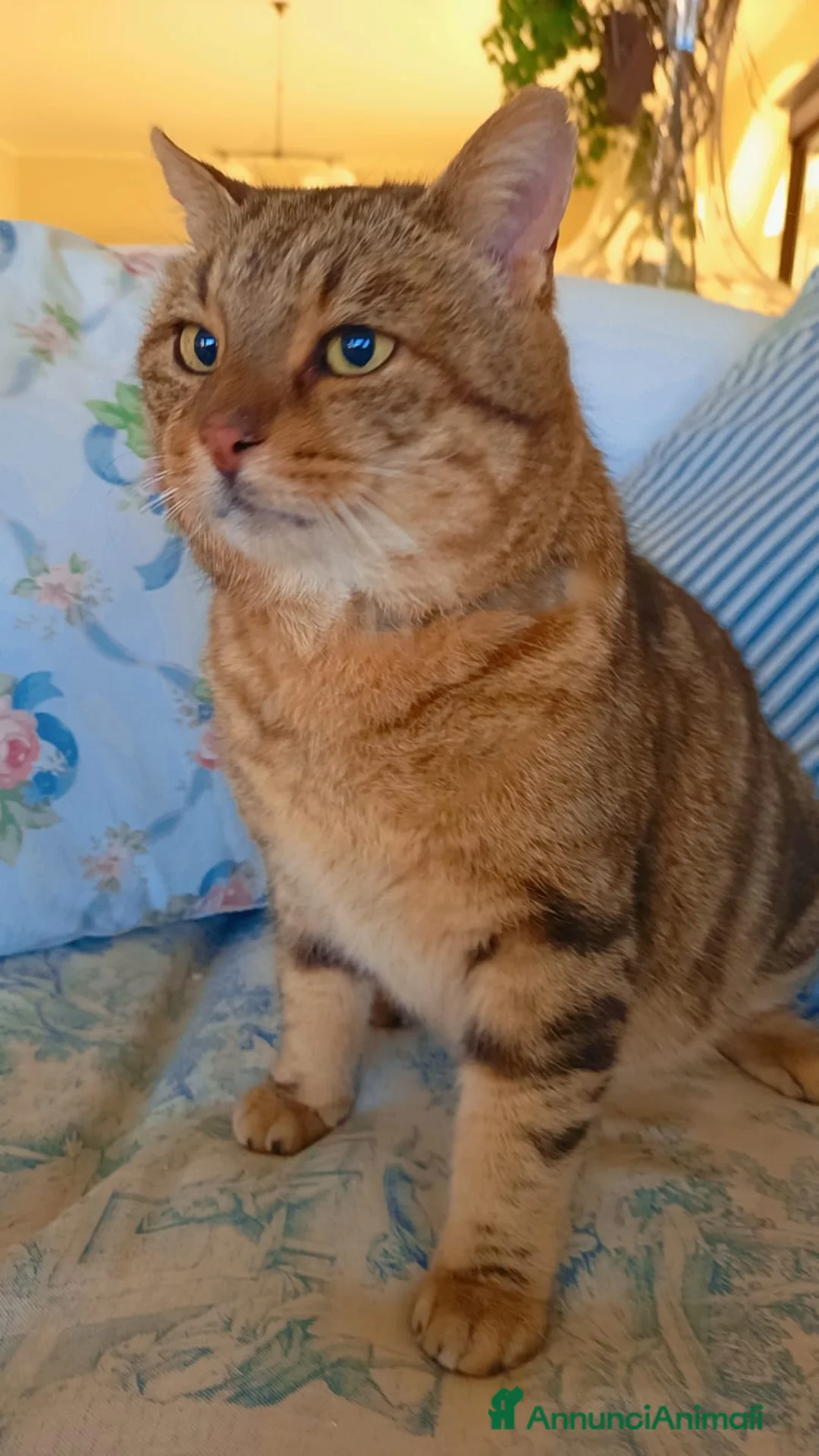 Meticcio gatti in regalo: TIGRO, dolcissimo gatto rosso cerca casa - Annuncio 2