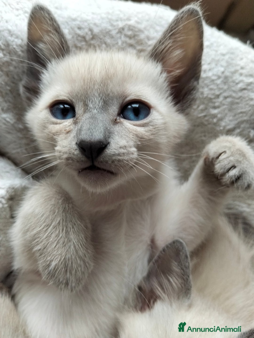 Thai gatti in vendita: Thai, tipo tradizionale di Siamese, Pedigree - Annuncio 7